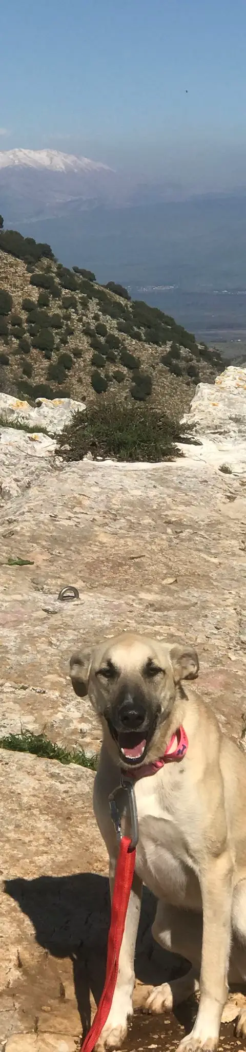 מצוק דלתון, פברואר 2019