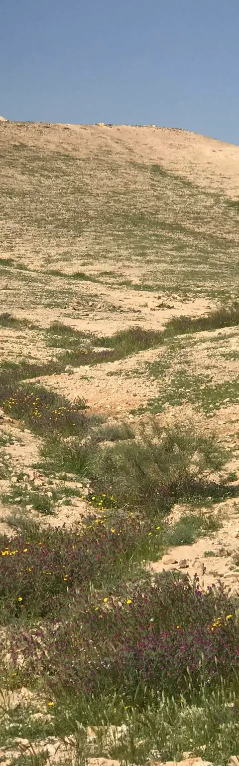נחל תמרים, מרץ 2019